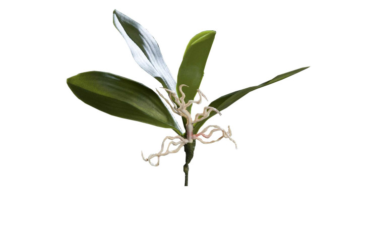 Orchideen-Blattpflanze 16 cm aus Kunststoff mit grünen Stiel und Blätter und weißer Wurzel.