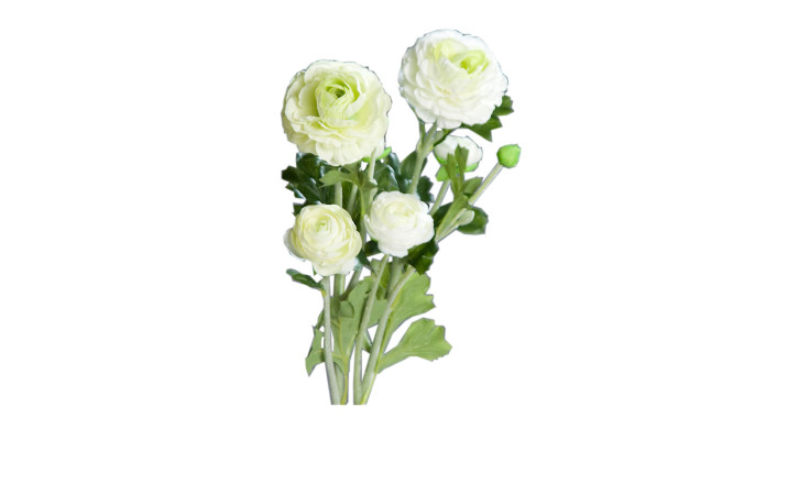 Vier 62 cm große Ranunkel-Blüten mit grünen Blättern und Stängeln auf weißem Hintergrund.