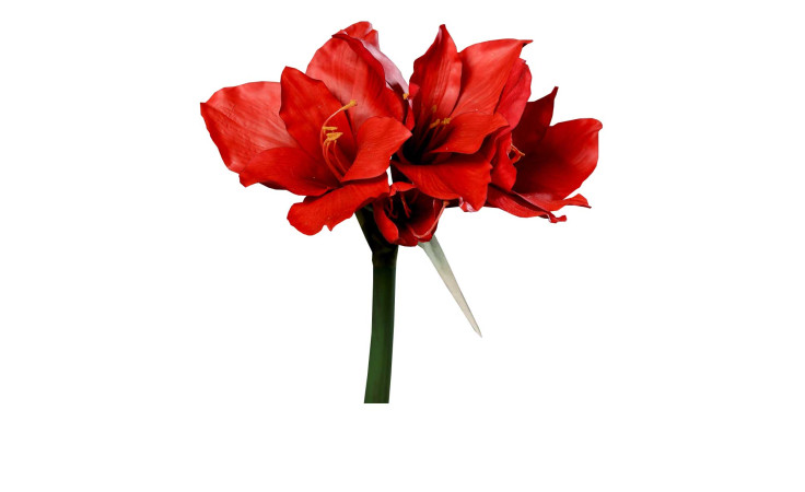 Amaryllis 56 cm aus Kunststoff mit grünen Stiel und Blätter und roten Blüten.