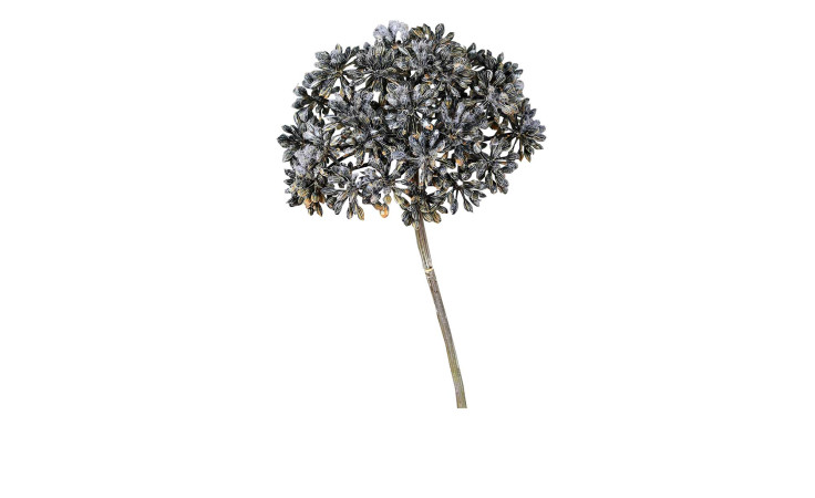 Anethum 42 cm aus Kunststoff mit braunen Blüten und Stiel.