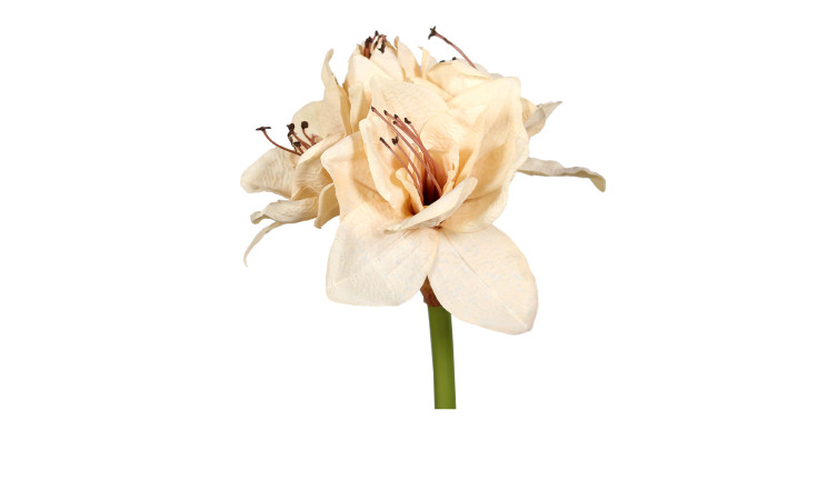 Amaryllis Trocken Touch 73 cm 
