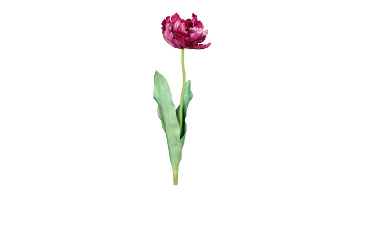 Tulpe 64cm in pink, violett 