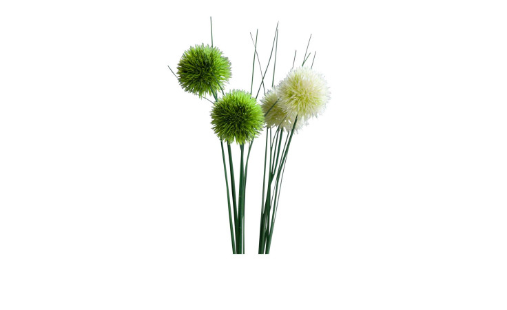 Allium 60 cm in weiß