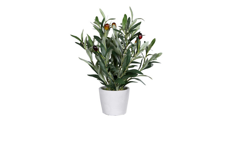 Olivenbaum 32 cm in einem weißen Pflanztopf