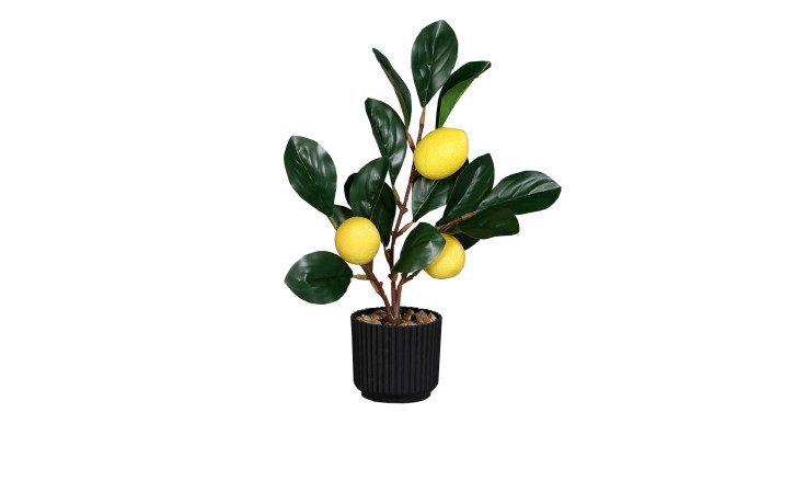 Zitronenbaum 30 cm in einem schwarzen Pflanztopf