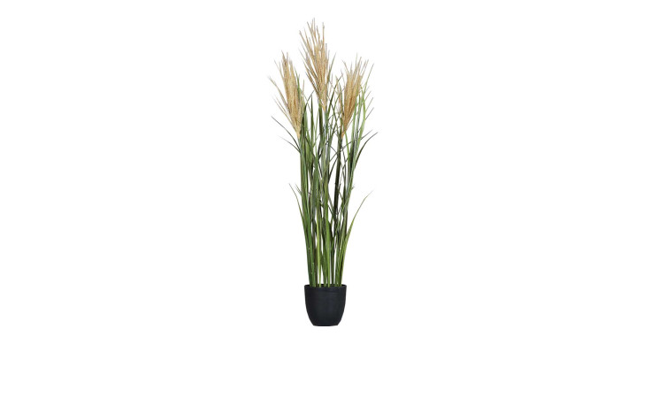 Miscanthus-Gras 115 cm