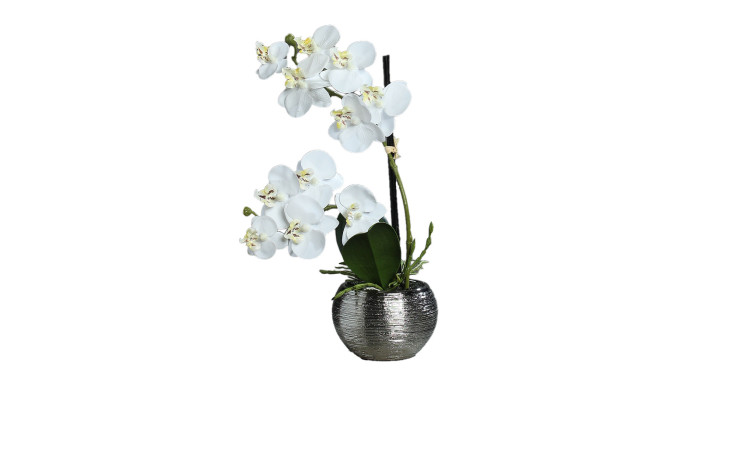 Orchidee-Phalaenopsis 30 cm im strukturierten Keramiktopf, isoliert auf weißem Hintergrund.