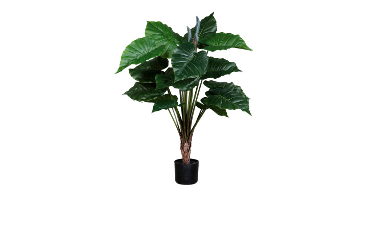 Der Taro 100 cm ist eine grüne Topfpflanze mit großen, glänzend grünen Blättern in einem Keramik-Topf auf weißem Hintergrund.