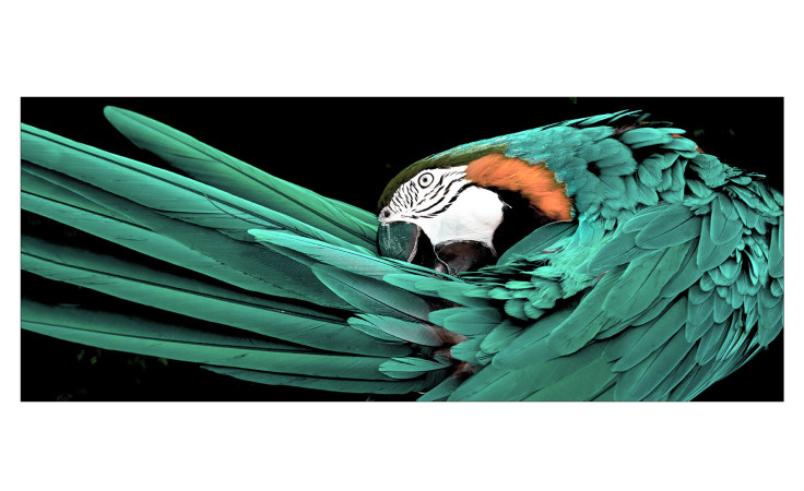 Glasbild Green Parrot 50 x 125 cm Papagei