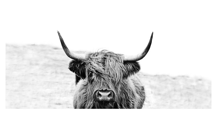 Glasbild Highland Cattle 50 x 125 cm, mit einem Bullen