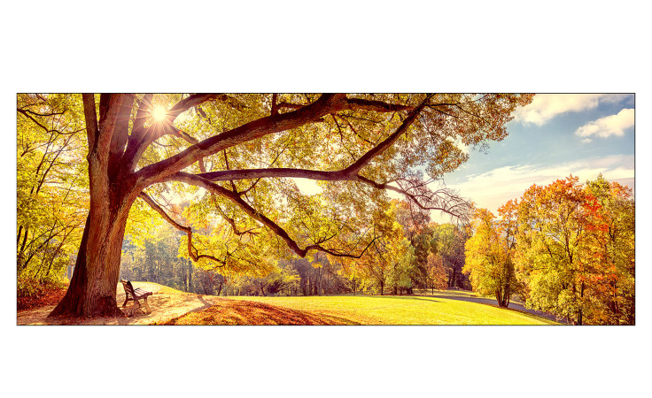 Glasbild Sunshine in the Park 30 x 80 cm, Landschaft im Park