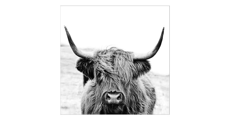 Glasbild Scottish Highland Cattle 50 x 50 cm mit einem Bullen drauf