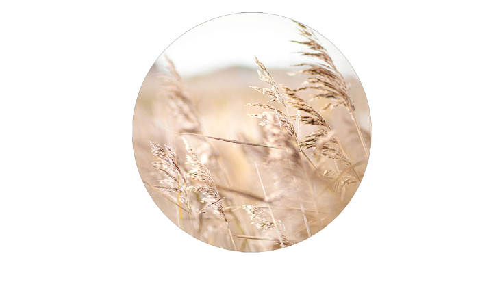 Glasbild Standgras 30 cm, Strandgras