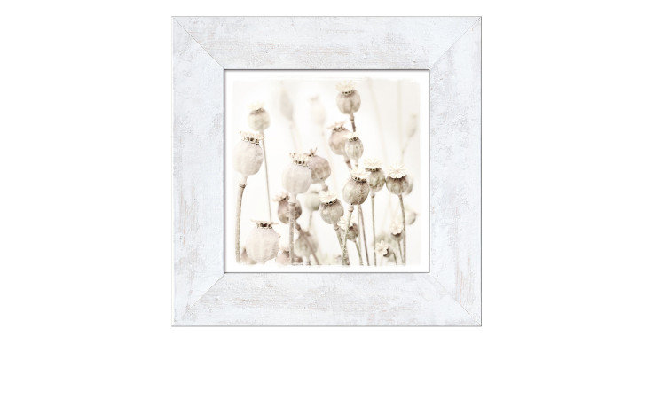 Rahmenbild Dried Poppies 44 x 44 cm. Rahmenbild mit dem Thema - Natur.