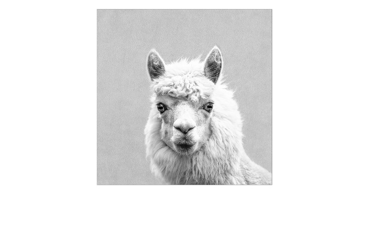 Schwarz-weißes Pro-Art Leinwandbild Lama 30 x 30 cm mit flauschigem Fell vor einfarbigem Hintergrund.