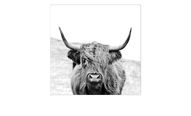 Pro-Art Leinwandbild Scottish Highland Cattle 30x30cm: schwarz-weiße Hochlandkuh mit langen Hörnern, nach vorne gerichtet.