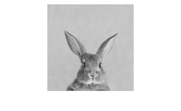 Pro-Art Leinwandbild Kaninchen 30x30 cm: detaillierter Bleistift-Hase auf hellgrau, ideal für mehrfarbige Dekorationen.