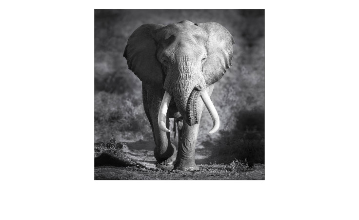 Ein Grauer Elefantenkopf von Pro-Art, 30x30 cm, dient als mehrfarbiges Leinwandbild Wanddekoration.