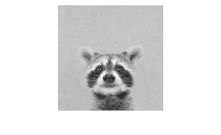 Leinwandbild Young Racoon 30 x 30 cm von Pro-Art - minimalistische Wanddeko in Schwarz-Weiß für schlichte Räume.