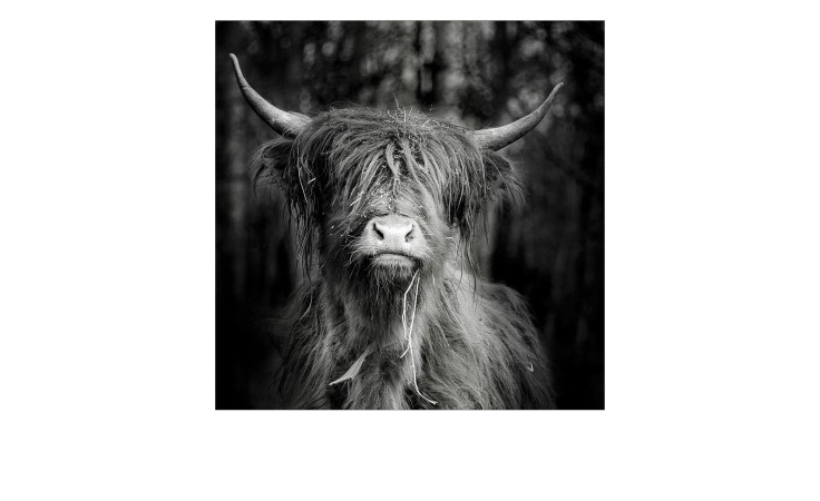 Das Pro-Art Alubild Schottisches Hochlandrind 50 x 50 cm zeigt eine zottelige Kuh mit langen Hörnern in schwarz-weiß.