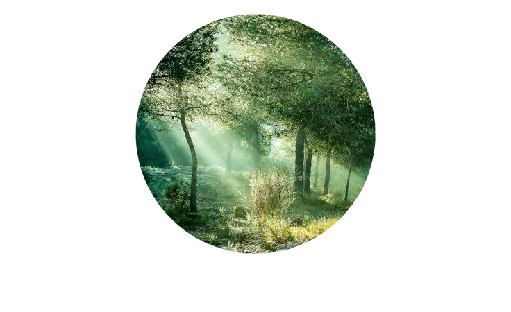 Sonnenbeschienene Bäume inspirieren das Pro-Art Alubild Forest Harmony 100 cm - ein farbenfrohes Wanddekor aus Metall für Ihren Raum.