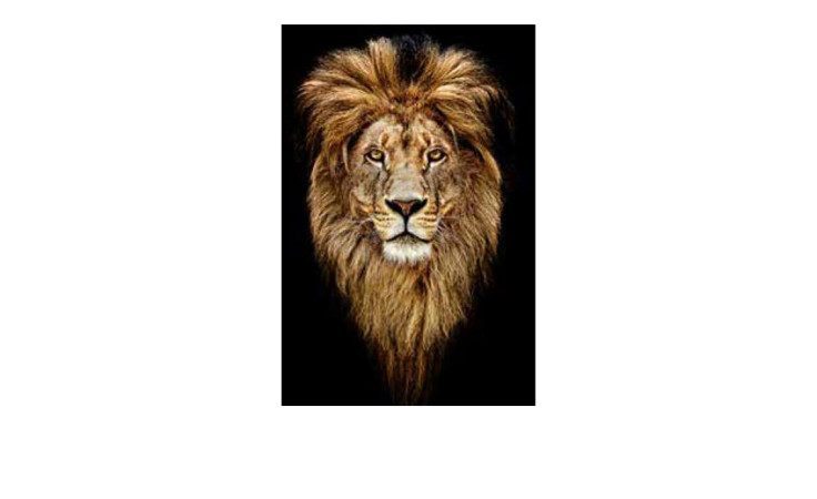 Das Pro-Art Alubild Lion Heads 50x100 cm zeigt ein Löwengesicht mit voller Mähne auf schwarzem Hintergrund.