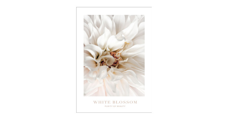 Nahaufnahme von Alubild White Blossom 70 x 100 cm von Pro-Art, zarte Blütenblätter-ideal mehrfarbig Wanddeko.