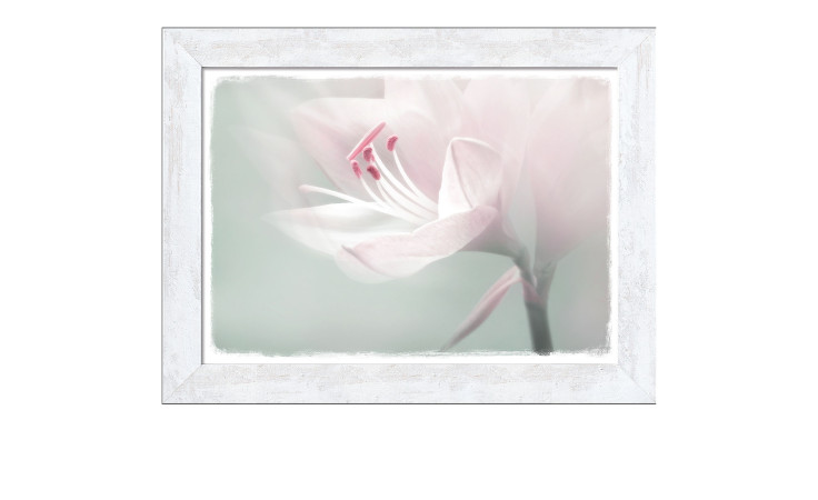 Pro-Art Rahmenbild Single White Flower 50 x 70 cm: Zartrosa Blüte mit roten Staubgefäßen in einem weißen Holzwerkstoffrahmen.