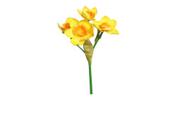 Narzissen-Pick 44 cm