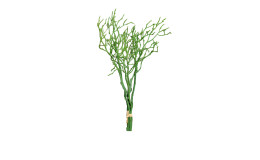 Heidelbeer Bund 35 cm