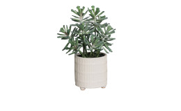 Sukkulenten Arrangement 31 cm 