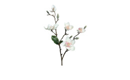 Magnolie 64 cm
