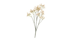 Schleierkraut 70 cm in weiß