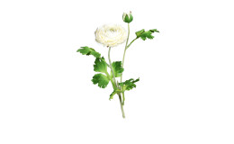 Ranunkel 60 cm in weiß