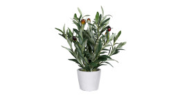 Olivenbaum 32 cm in einem weißen Pflanztopf