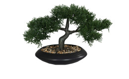 Zedern-Bonsai 20 cm