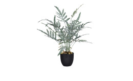 Farn 63 cm in einen schwarzen Pflanztopf