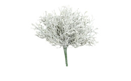 Calocephalus-Pick 24 cm