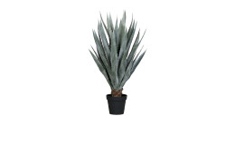 Agave 113 cm