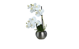 Orchidee-Phalaenopsis 30 cm 