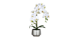 Orchidee 60 cm 