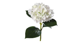 Hortensie 67 cm aus Kunststoff mit weißen Blüten und grünen Stiel und Blätter.