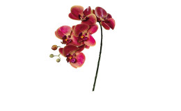 Orchidee 52 cm aus Kunststoff mit pink / gelben Blüten und einem grünen Stiel.