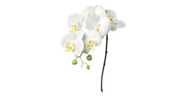 Orchidee 78 cm aus Kunststoff mit weißen Blüten und einem grünen Stiel.
