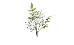 Hagebuttenpick 40 cm aus Kunststoff in weiß mit grünen Stiel und Blätter.