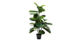 Deko-Pflanze Fiddle Leaf