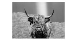 Alubild Scottish Highland Cattle 70 x 100 cm mit einem Büffel