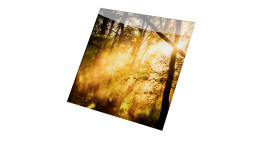 Glasbild Mystic Light 20 x 20 cm. Glasbild mit dem Thema - Licht und Wald.