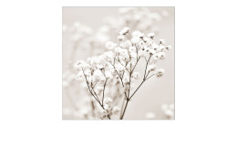 Glasbild Meadow Flower 20 x 20 cm. Glasbild mit dem Thema - Blumen.