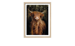 Rahmenbild Scottisch Highland Cattle 33 x 43 cm